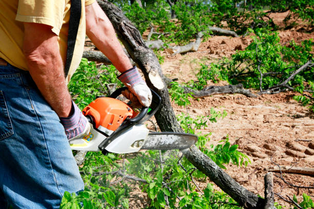 Tree Service Company in Shiloh, PA